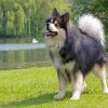 Adorable Finnish Lapphunds Paint By Numbers