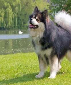 Adorable Finnish Lapphunds Paint By Numbers