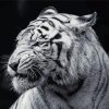 Aesthetic Black And White Tiger Paint By Numbers