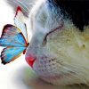 Aesthetic Cat With Butterfly On Nose Paint By Numbers