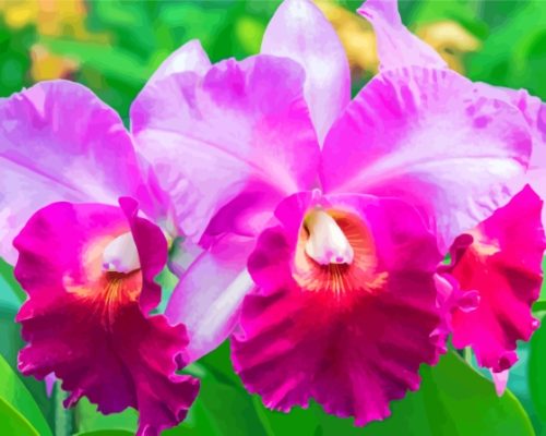 Aesthetic Cattleya Flower Paint By Numbers