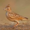 Aesthetic Eurasian Skylark Paint By Numbers