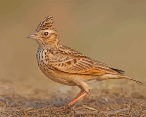 Aesthetic Eurasian Skylark Paint By Numbers