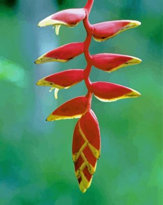 Aesthetic Heliconia Paint By Numbers