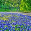 Aesthetic Texas Bluebonnets Paint By Numbers