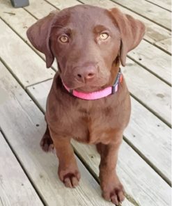 Aesthetic Chocolate Lab Paint By Numbers