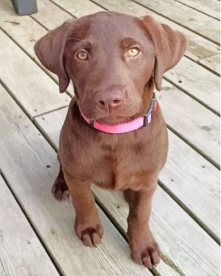 Aesthetic Chocolate Lab Paint By Numbers