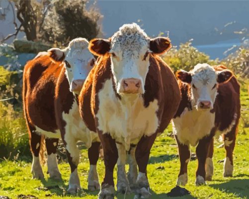 Aesthetic Hereford Cows Paint By Numbers