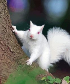 Albino Squirrel On Tree Paint By Numbers