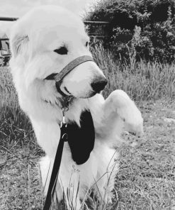 Black And White Maremma Sheepdog Paint By Numbers