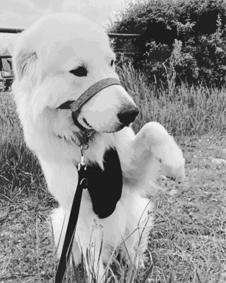 Black And White Maremma Sheepdog Paint By Numbers