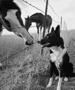 Black And White Dog Horses Farm Paint By Numbers