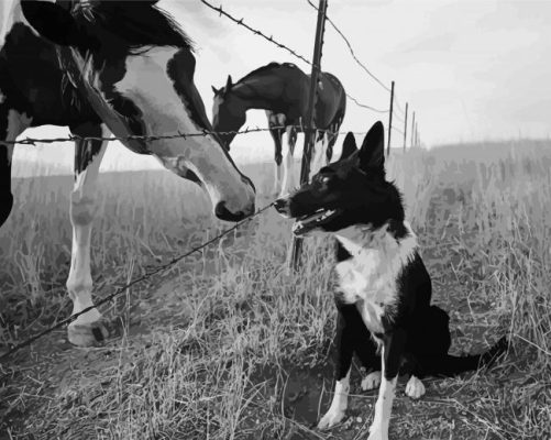 Black And White Dog Horses Farm Paint By Numbers