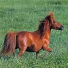 Brown Mini Horse Paint By Numbers