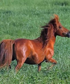 Brown Mini Horse Paint By Numbers
