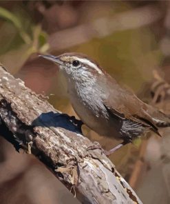 California Wren Paint By Numbers
