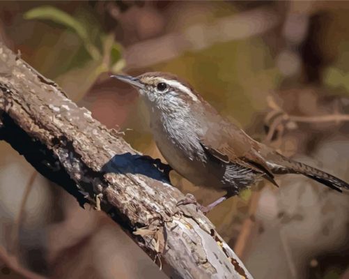 California Wren Paint By Numbers