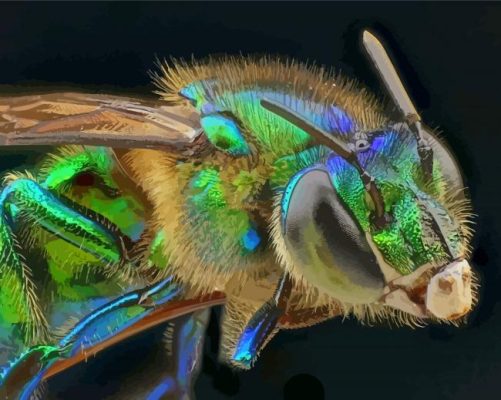 Close Up Euglossa Bazinga Paint By Numbers