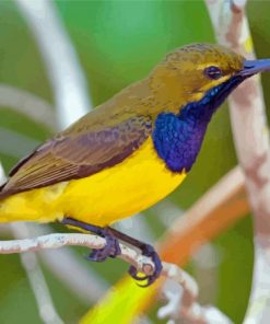 Close Up Yellow Sunbird Paint By Numbers