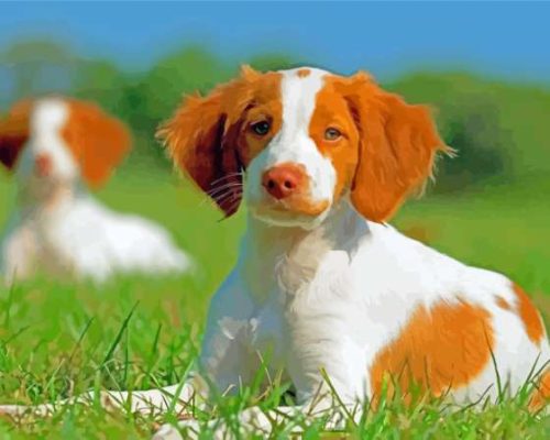 Cool Brittany Spaniel Paint By Numbers