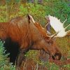 Cool Moose Wildlife Paint By Numbers