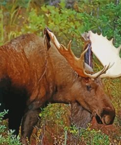 Cool Moose Wildlife Paint By Numbers