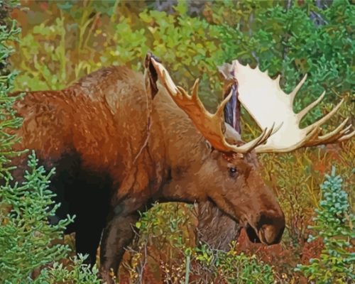 Cool Moose Wildlife Paint By Numbers