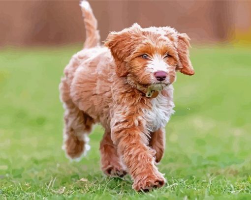 Cute Chocolate Labradoodle Paint By Numbers