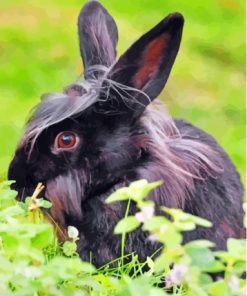 Cute Black Bunny Paint By Numbers