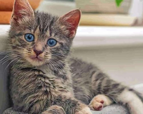 Cute Grey Tabby Cat Paint By Numbers