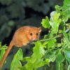 Dormouse On Tree Paint By Numbers