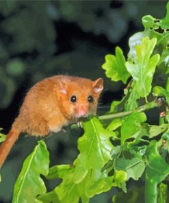 Dormouse On Tree Paint By Numbers