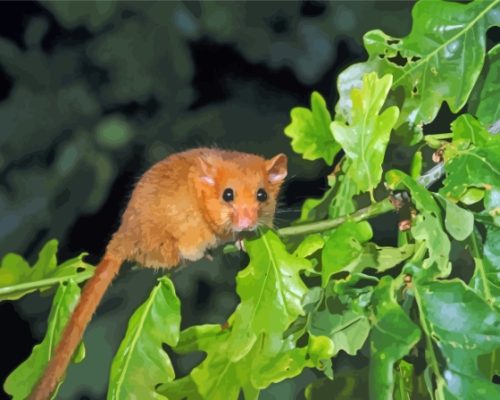 Dormouse On Tree Paint By Numbers