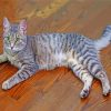 Grey Tabby Cat Animal Paint By Numbers