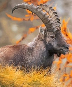 Ibex Animal Paint By Numbers