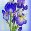 Irises Bouquet Of Flowers Paint By Numbers