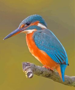 Kingfisher Halcyon Bird Paint By Numbers