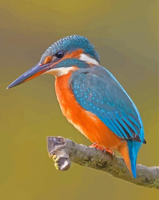 Kingfisher Halcyon Bird Paint By Numbers