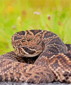 Rattlesnake Paint By Numbers