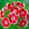 Red Sweet William Paint By Numbers