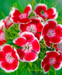 Red Sweet William Paint By Numbers