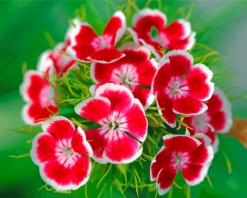 Red Sweet William Paint By Numbers