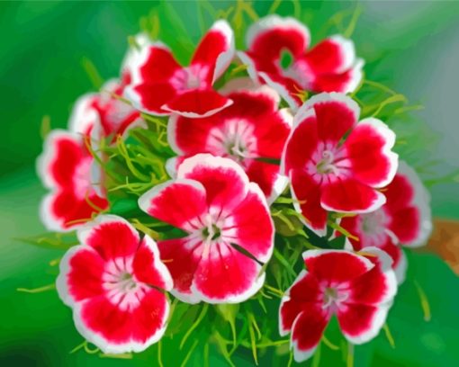 Red Sweet William Paint By Numbers