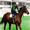 Red Rum Racehorse Paint By Numbers