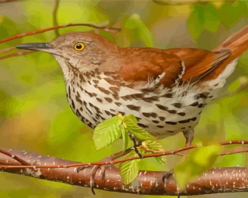 Thrasher Bird On Branch Paint By Numbers