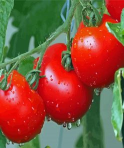 Tomatoes Plants Paint By Numbers