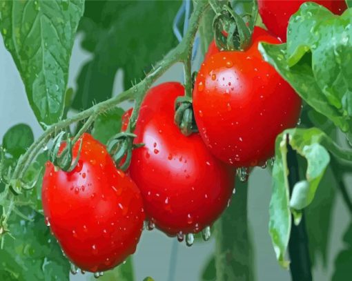 Tomatoes Plants Paint By Numbers