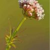 Valerian Plant Paint By Numbers