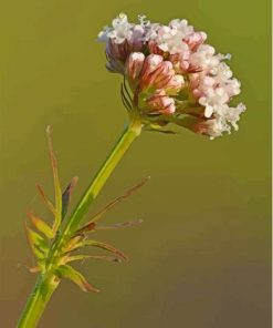 Valerian Plant Paint By Numbers