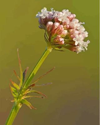 Valerian Plant Paint By Numbers